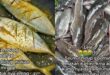 Astaga! Alasan Wanita Ini Menolak Ikan Bikin Gak Habis Pikir!