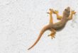 Bye-bye Cicak! 6 Trik Jitu Bikin Rumah Bebas Reptil Nakal
