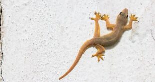 Bye-bye Cicak! 6 Trik Jitu Bikin Rumah Bebas Reptil Nakal