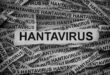 Hati-hati! Virus Hanta, Berapa Hari Gejala Muncul Setelah Terinfeksi?