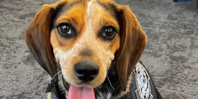 Kelakuan Keji di Bandara Berujung Deportasi, Kisah Pria dan Anjing yang Bikin Geram