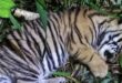 Kisah Pilu, Bayi Harimau Sumatera di Bukittinggi Meninggal Karena Kekurangan Gizi
