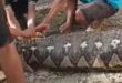 Kisah Tragis di Sulawesi, Kenapa Ular Piton Kembali Memakan Korban?