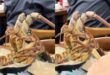 Lobster Hidup Disajikan di Restoran? Reaksi Netizen Pedas!