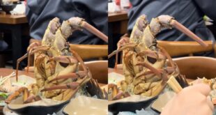 Lobster Hidup Disajikan di Restoran? Reaksi Netizen Pedas!