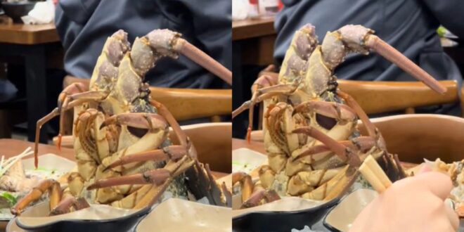 Lobster Hidup Disajikan di Restoran? Reaksi Netizen Pedas!