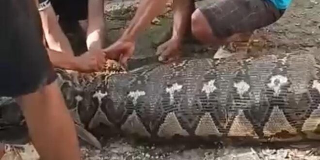 Ngeri! Petani di Busel Ditemukan dalam Perut Ular Piton Raksasa