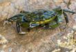 Niat Masak Kepiting Berujung Maut, Kisah Tragis yang Tak Terduga