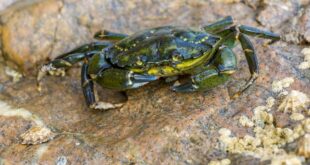 Niat Masak Kepiting Berujung Maut, Kisah Tragis yang Tak Terduga