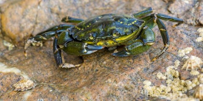 Niat Masak Kepiting Berujung Maut, Kisah Tragis yang Tak Terduga