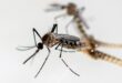 Penasaran Gak Sih, Nyamuk Aedes Aegypti Ngapain Aja Pas Matahari Terik?