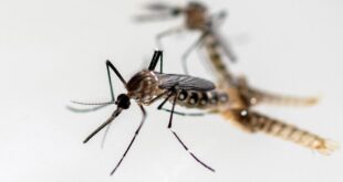 Penasaran Gak Sih, Nyamuk Aedes Aegypti Ngapain Aja Pas Matahari Terik?
