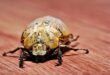 Waspada! Bubuk Kayu di Furnitur? Mungkin Ini Biang Keroknya