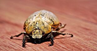 Waspada! Bubuk Kayu di Furnitur? Mungkin Ini Biang Keroknya